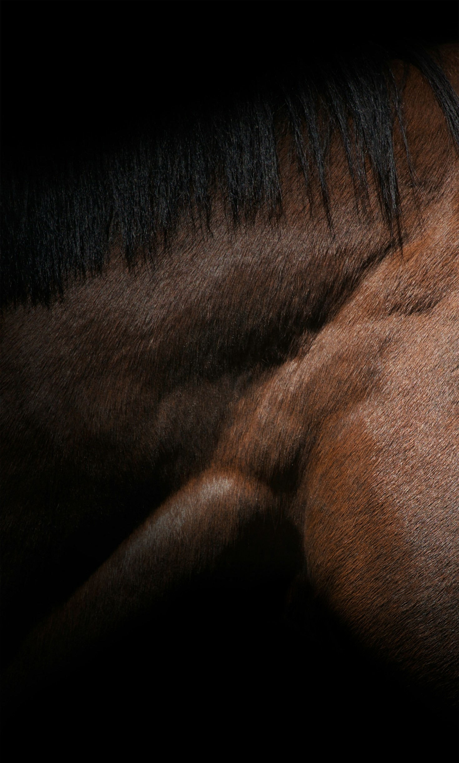 What in the world is a Little Walk (and Why Your Horse Will Thank You for It)
